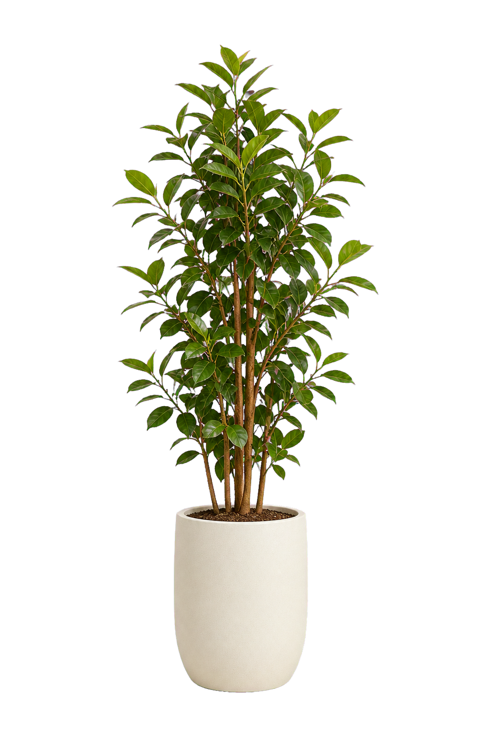 Floor plant