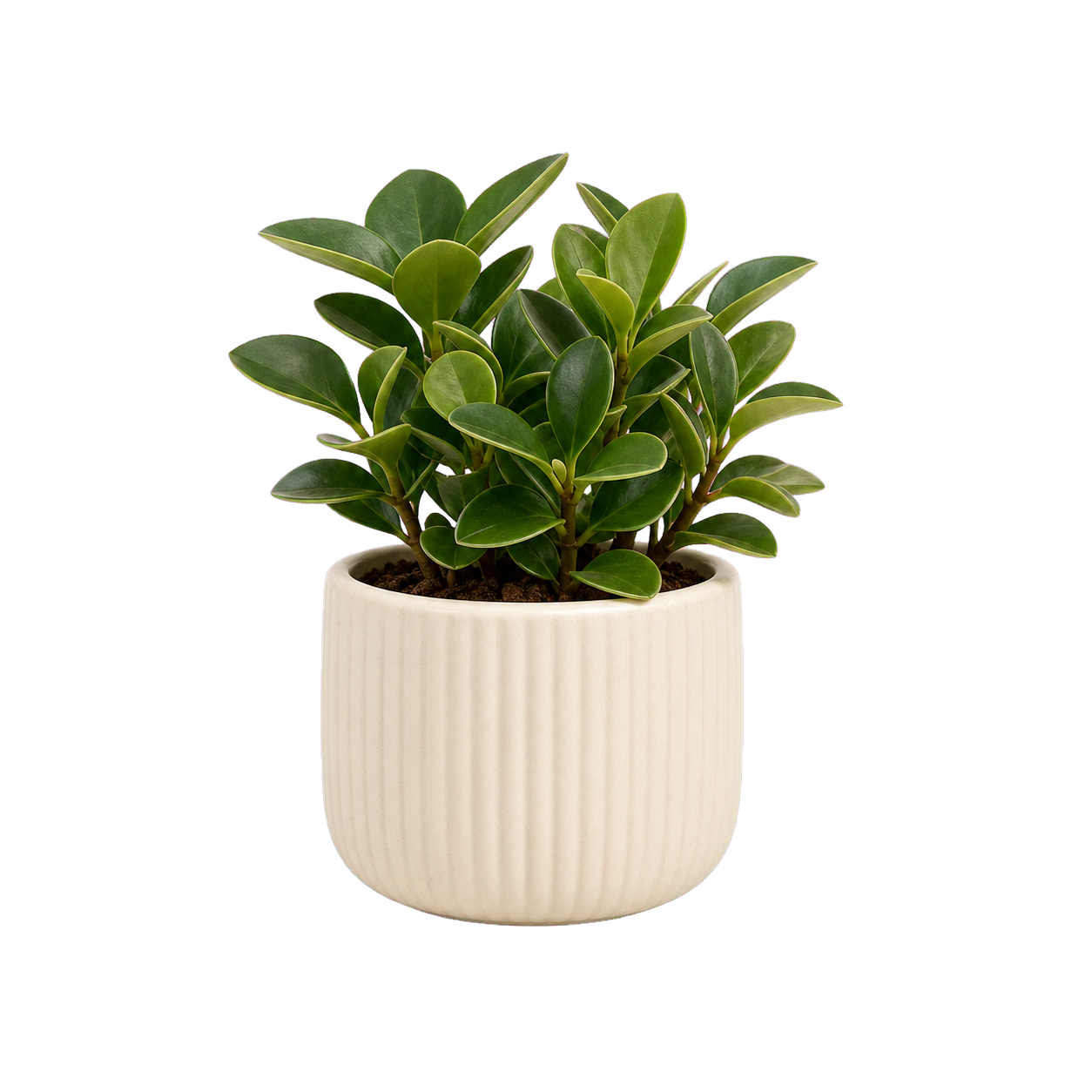 Small planter